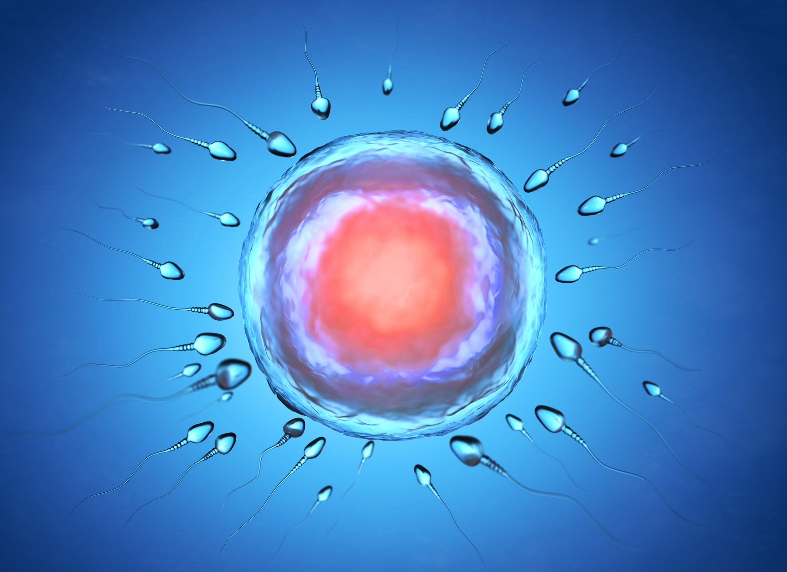 Illustration of sperm and egg cell. 3D illustration